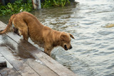 Golden Street reef dogs playing canal water