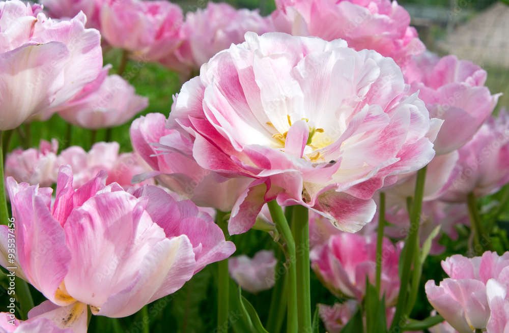 Pink tulips Angelique Pink tulips Angelique