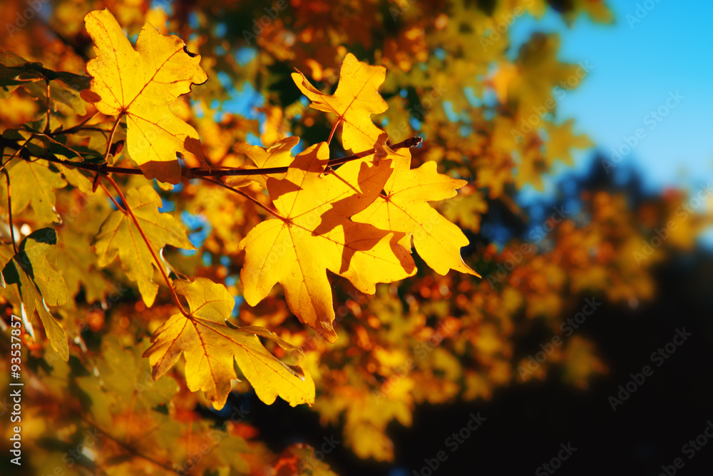 Fototapeta premium Autumnal maple leaves in blurred background.