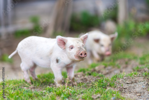 Piglets on spring green grass on a farm © aloxey