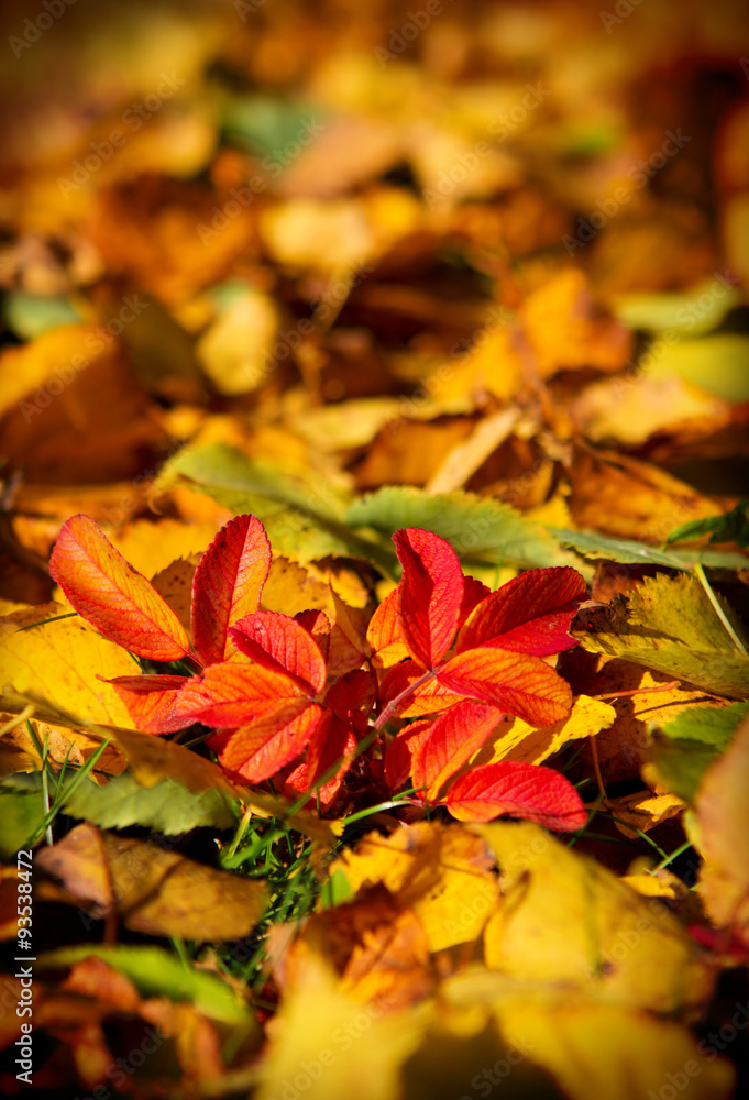 Colorful leaves background.