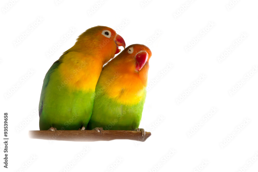 Fototapeta premium Agaporniden