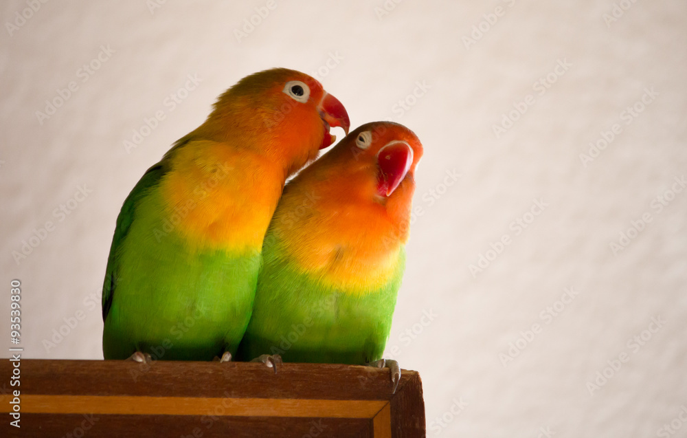 Obraz premium Agaporniden