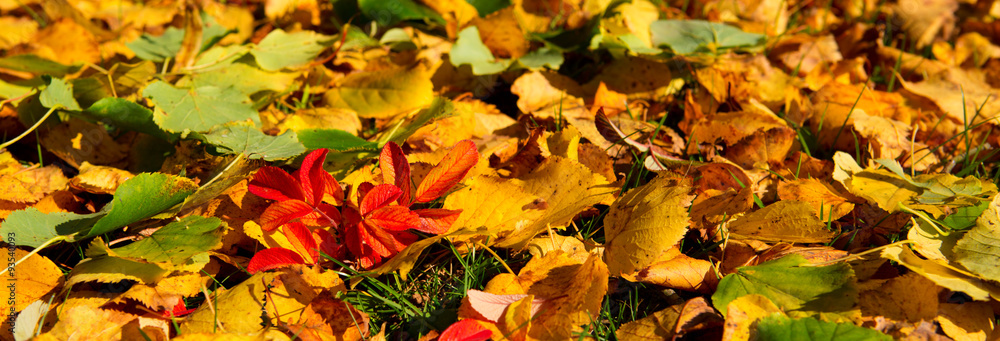 Colorful leaves background. Colorful leaves background.