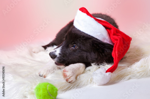 Wallpaper Mural Border Collie Australian Shepherd Welpe Weihnachten Torontodigital.ca