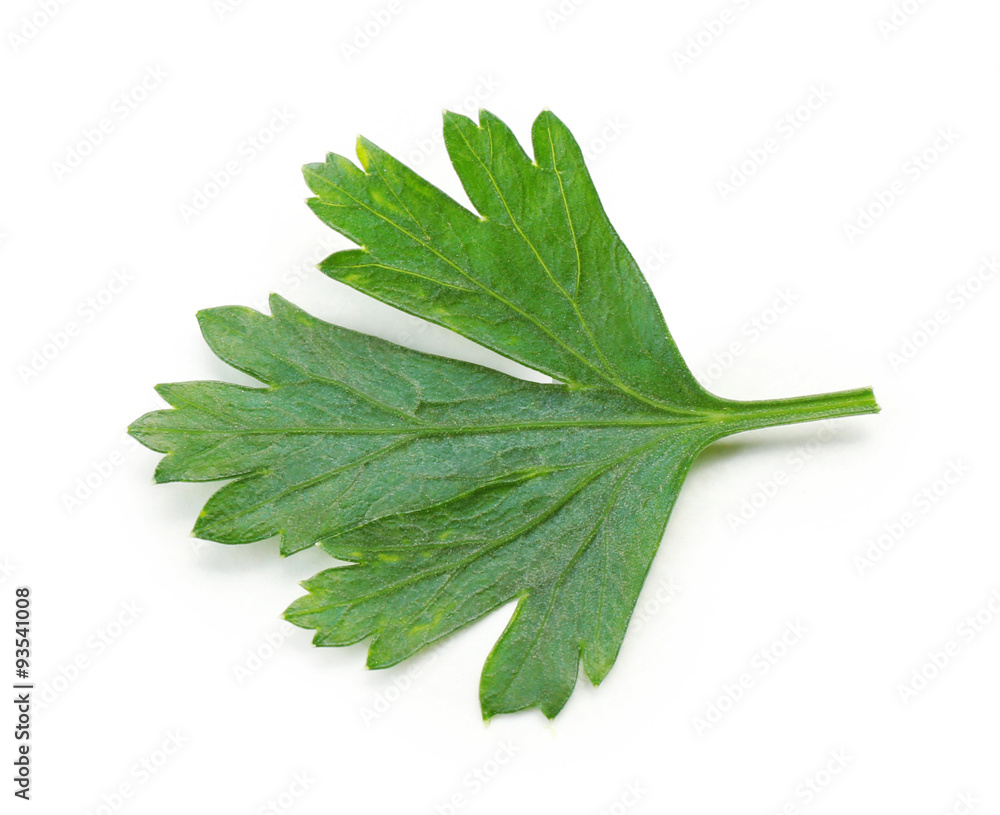 Fresh parsley isolated on white Fresh parsley isolated on white