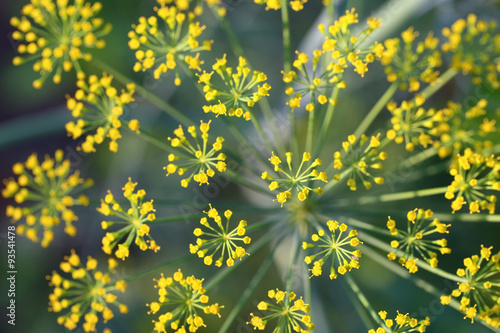 Fennel blossoming