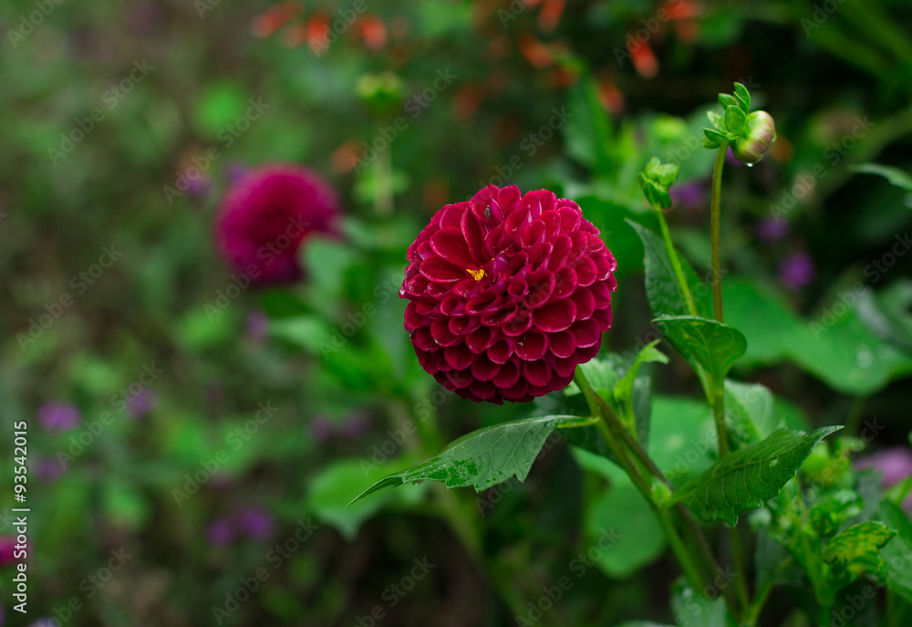 Red Dahlia Red Dahlia