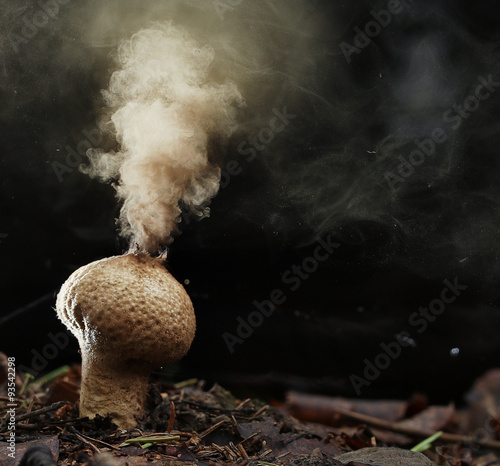 Puffball fungus spores reproduction smoke mushroom photo