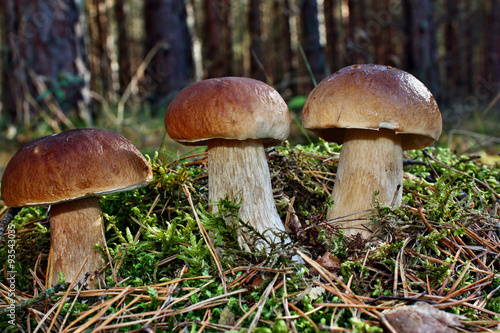 Three mushroom boletus