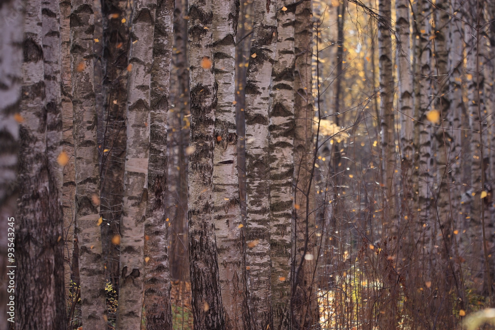 Obraz premium blurred orange autumn background