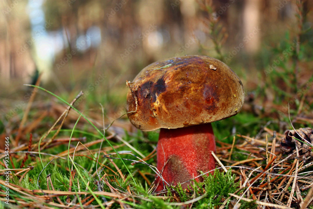 Fototapeta premium Boletus luridiformis mushroom