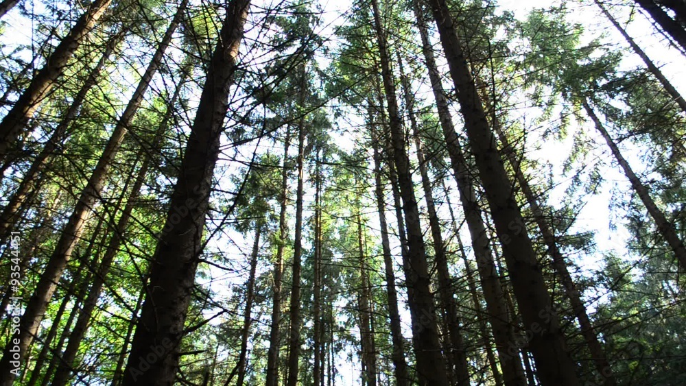 Pine wood Pine wood