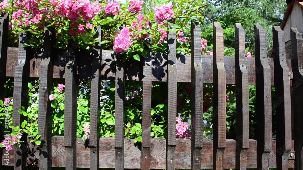 Flowers and fence, shooting of the house Flowers and fence, shooting of the house