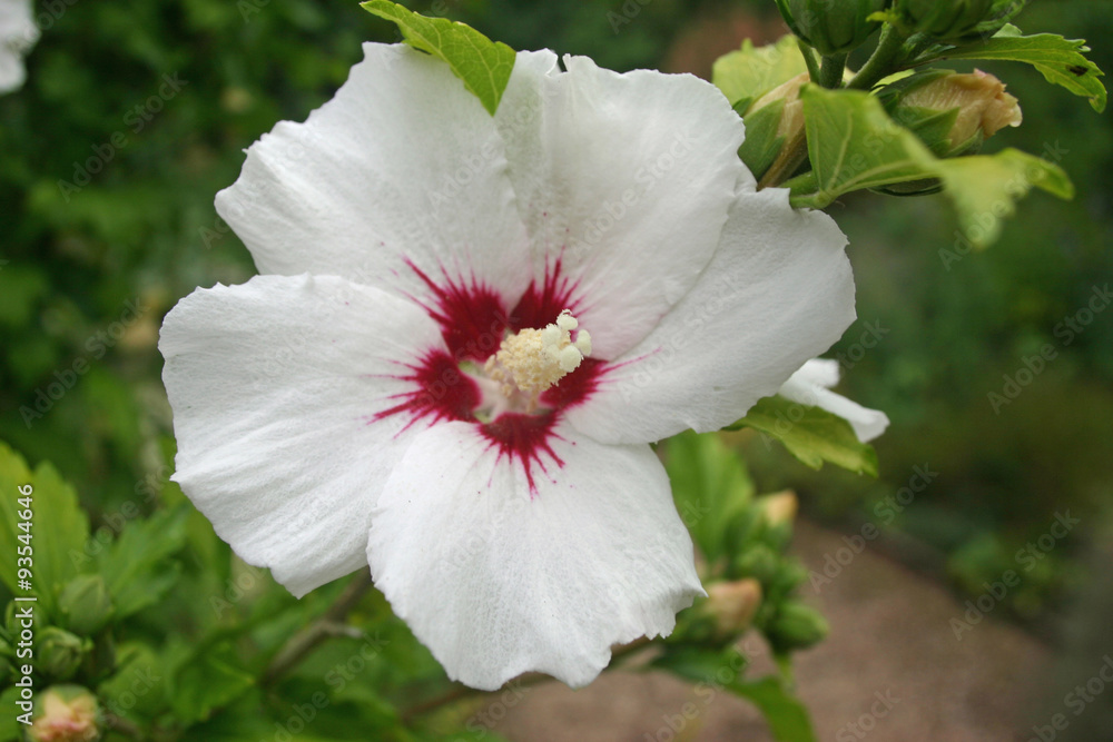 Obraz premium White hollyhock