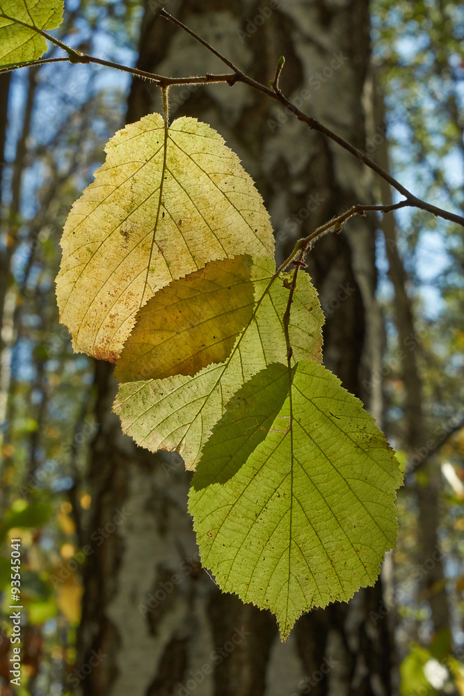 Autumn leaves of hazel. Autumn leaves of hazel.
