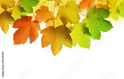 autumn leaves of maple tree on white background