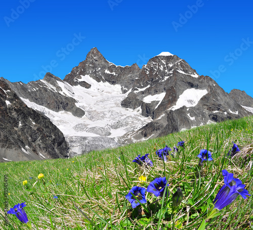 Beautiful mountain Gabelhorn in the foreground blooming gentian - Switzerland