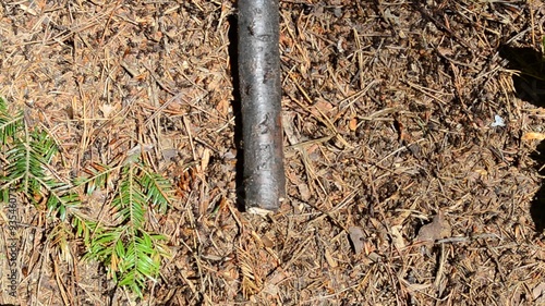 Wallpaper Mural Wild ant hill Torontodigital.ca