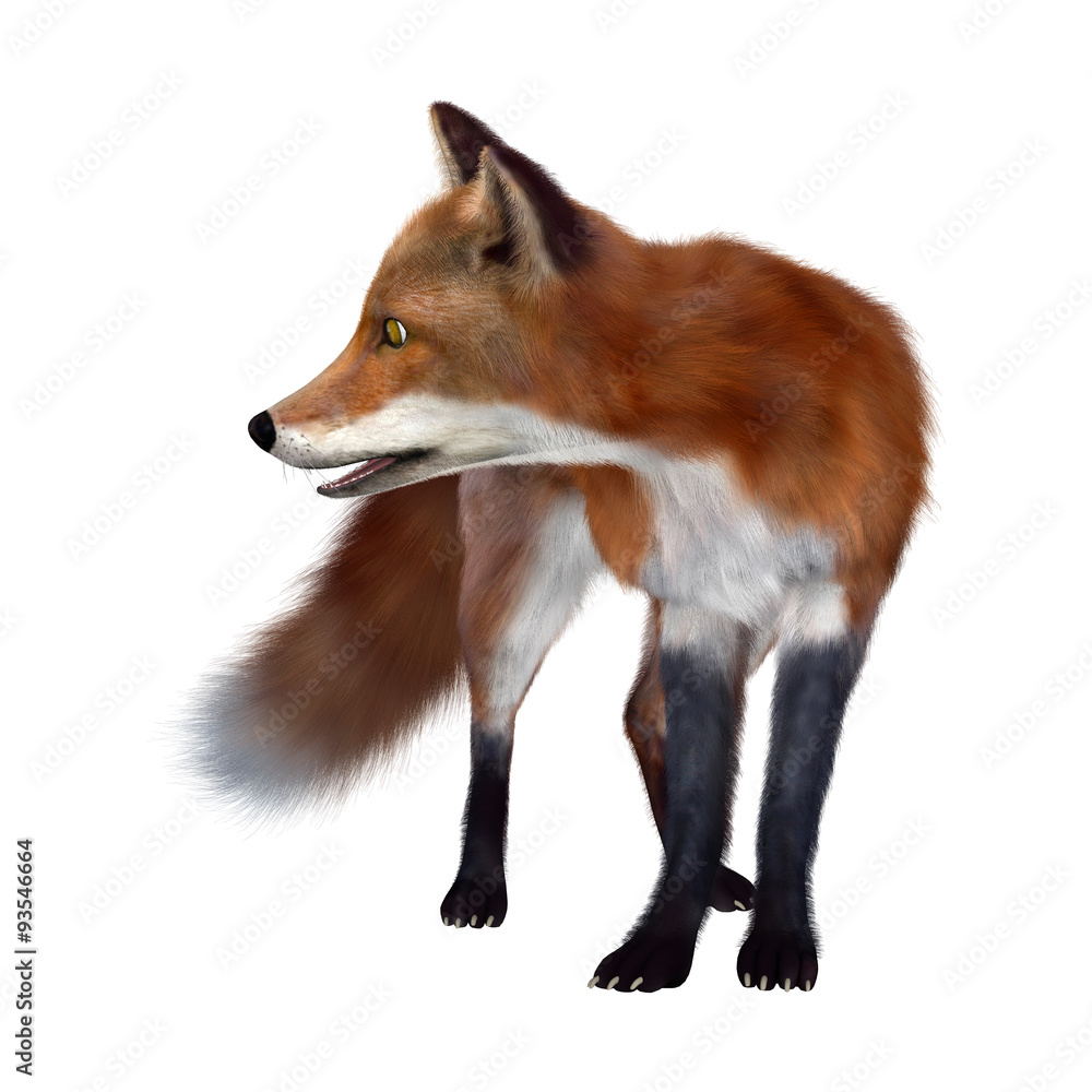 Fototapeta premium Red Fox