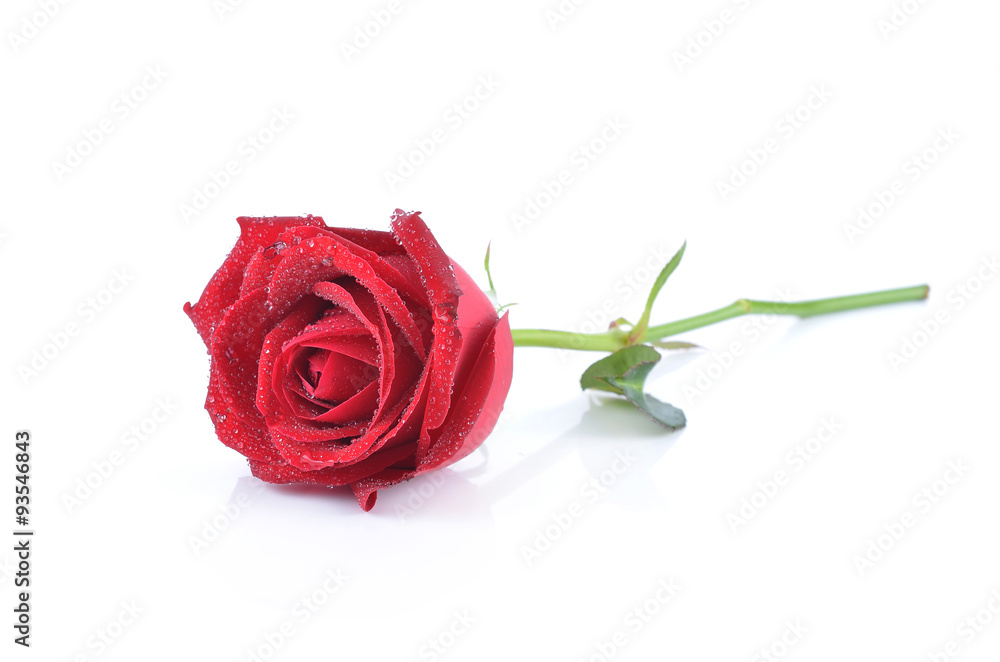 red rose isolated on white background red rose isolated on white background