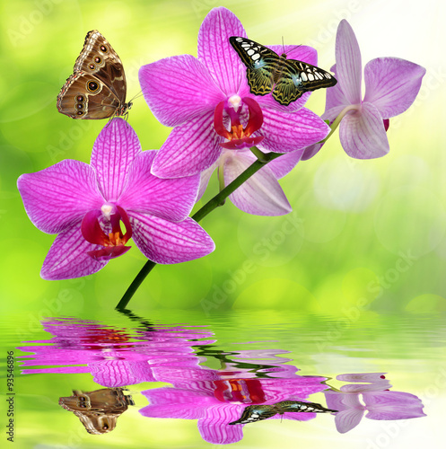 purple orchid with butterflies on green background