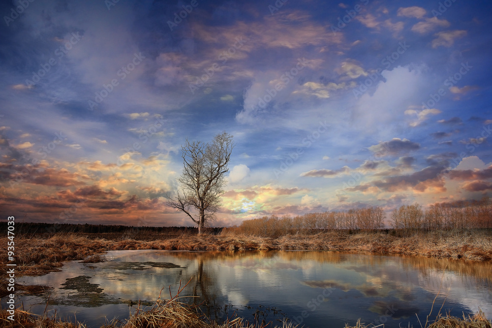 Fototapeta premium lone tree without leaves in autumn