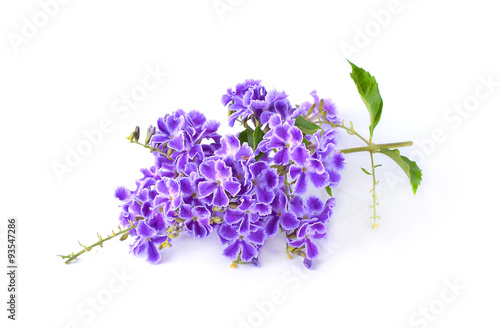 purple flowers  isolated on a white background.