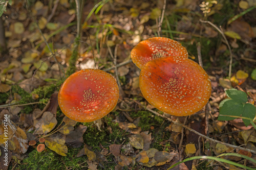 Valokuva Drei Fliegenpilze im Wald, amanita muscaria