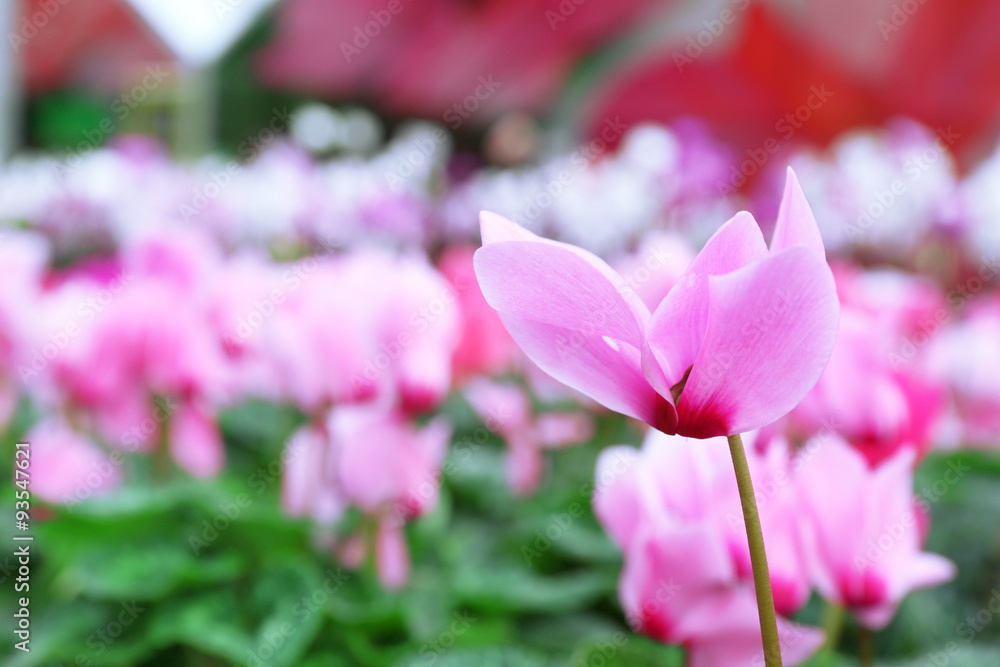 Winter flowers: cyclamen flowers in greenhouse, close-up Winter flowers: cyclamen flowers in greenhouse, close-up
