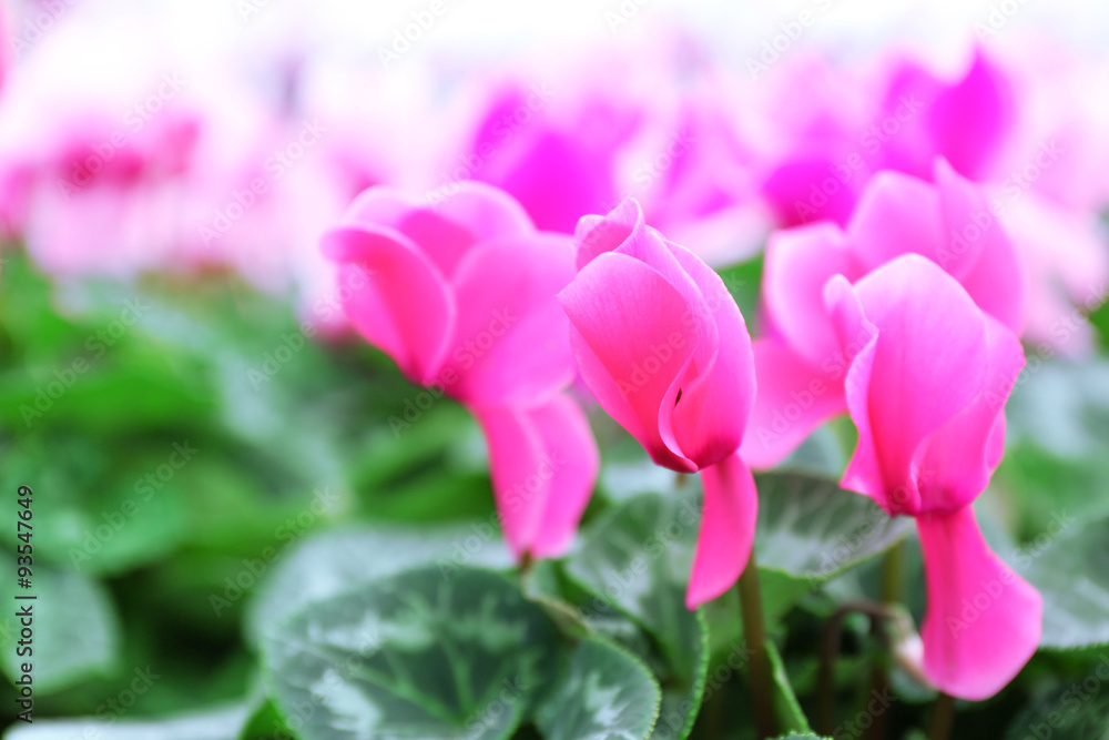 Winter flowers: cyclamen flowers in greenhouse, close-up Winter flowers: cyclamen flowers in greenhouse, close-up