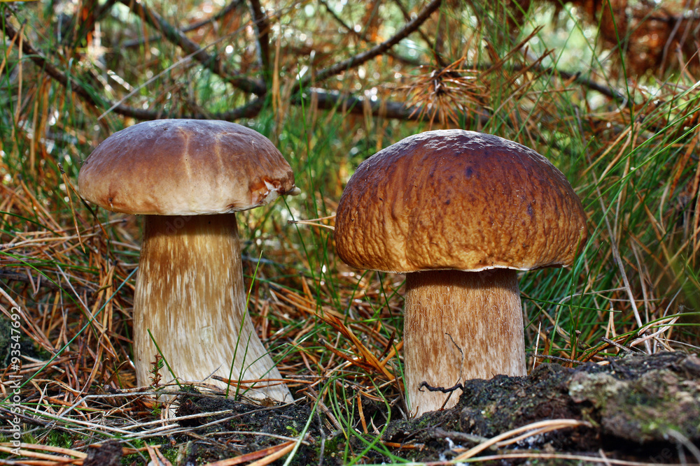 Fototapeta premium Two mushroom boletus