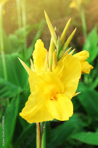Canna flower growing in garden, close-up