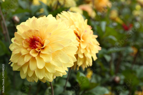 Beautiful chrysanthemum flowers  close-up  outdoors