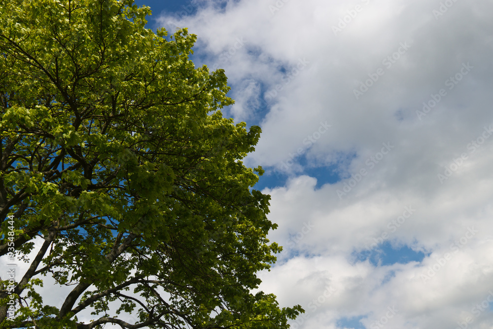 Green tree and leaves against blue sky and white clouds Green tree and leaves against blue sky and white clouds