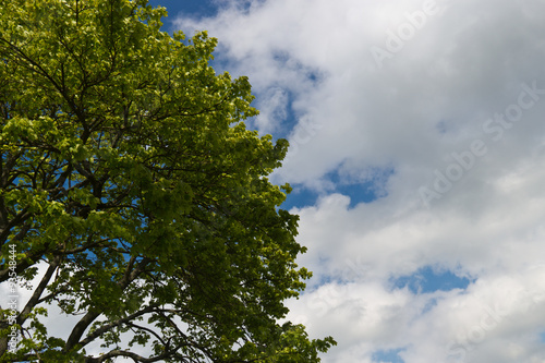 Fototapeta Naklejka Na Ścianę i Meble -  Green tree and leaves against blue sky and white clouds