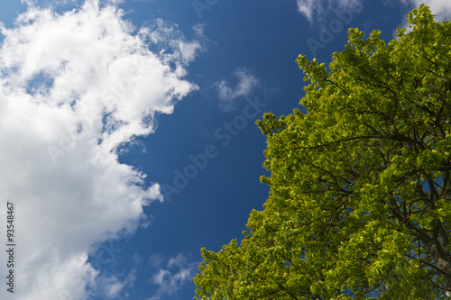 Green tree and leaves against blue sky and white clouds
