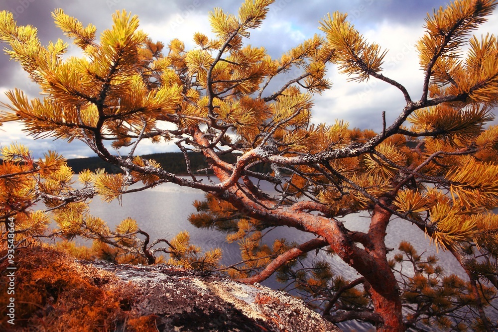 Yellow autumn landscape in the mountains