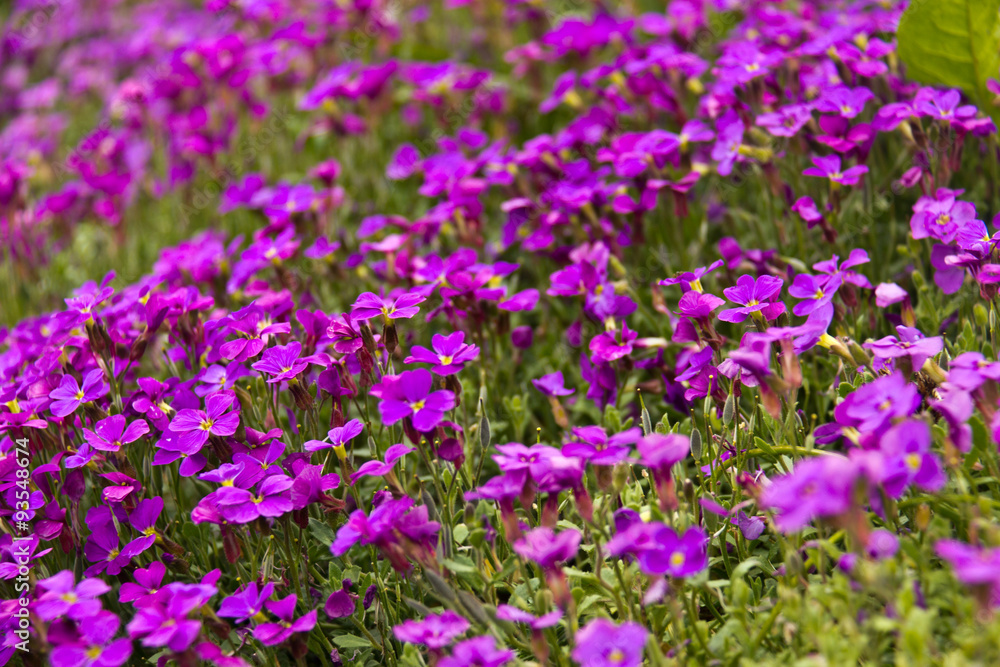 Small purple flowers in bloom in the wild