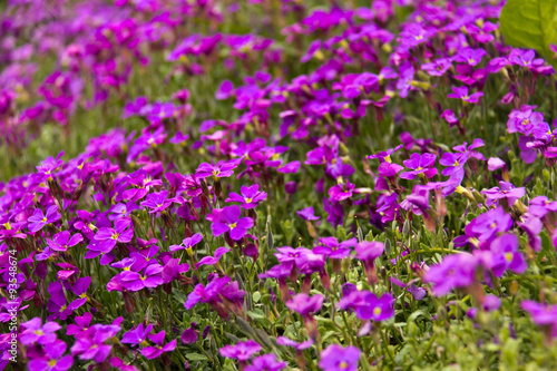 Small purple flowers in bloom in the wild
