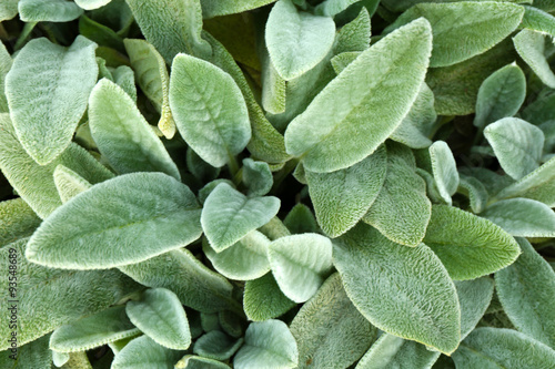 Stachys woolly or Stahis (Stachys),leaves photo