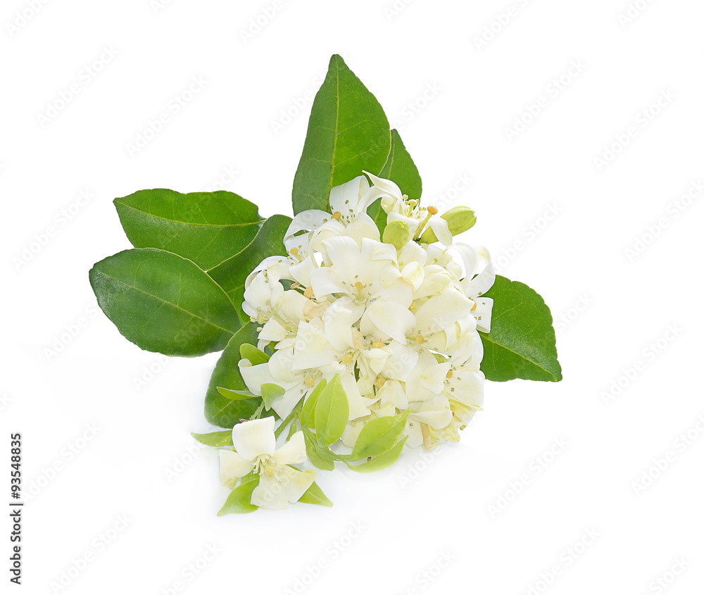 Naklejka premium Andaman satinwood isolated on white background