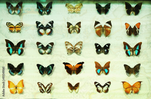 Butterfly collection set © Africa Studio