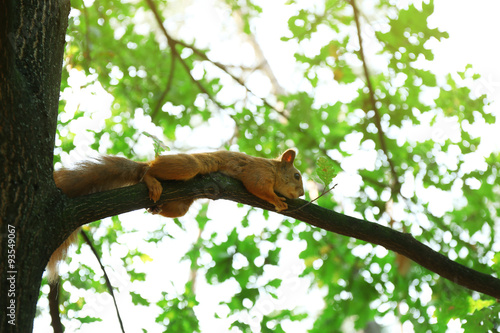 Red squirrel in forest