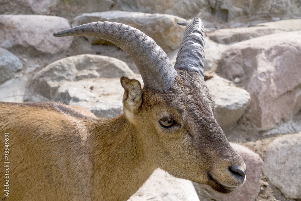 Mountain goat Mountain goat