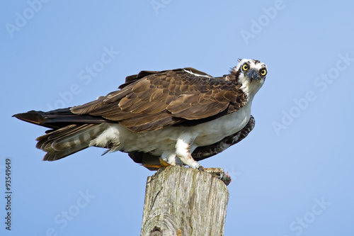 Osprey stares at camera