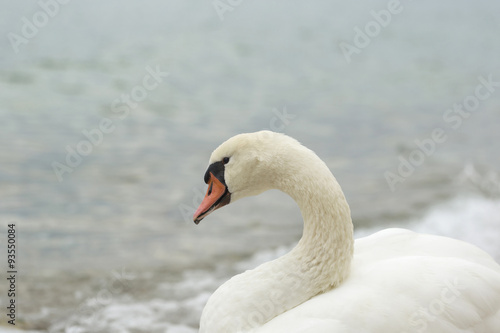 Swan