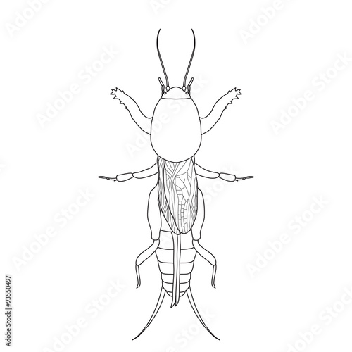 Gryllotalpidae.  European mole cricket. gryllotalpa. Sketch of