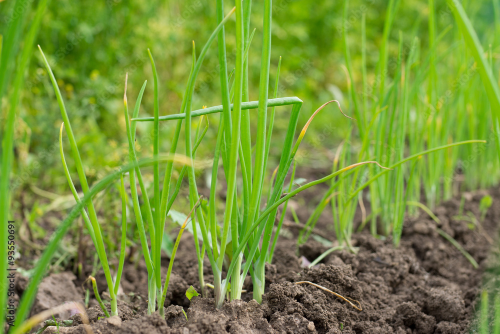 Close-up of the growing onion garden beds. Close-up of the growing onion garden beds.