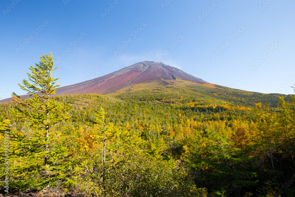Fototapeta premium 紅葉と富士山近景が映える四季の自然景観